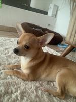 Chihuahua Rüde sucht ein zuhause für immer