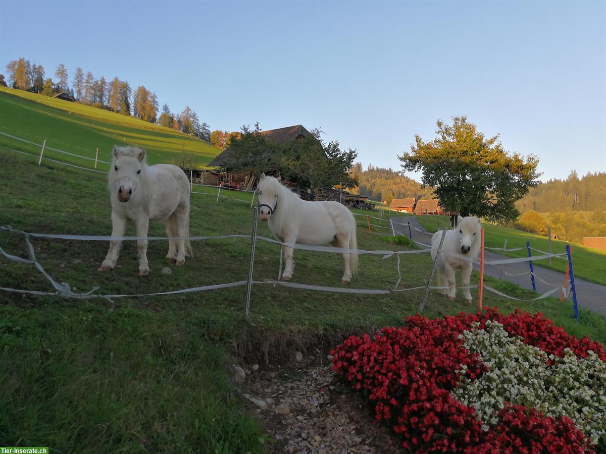 Bild 2: Liebe Shetty Ponys suchen Lebensplatz