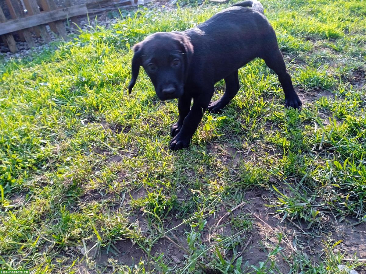 Bild 2: Schwarze Labrador Welpen suchen liebes Zuhause