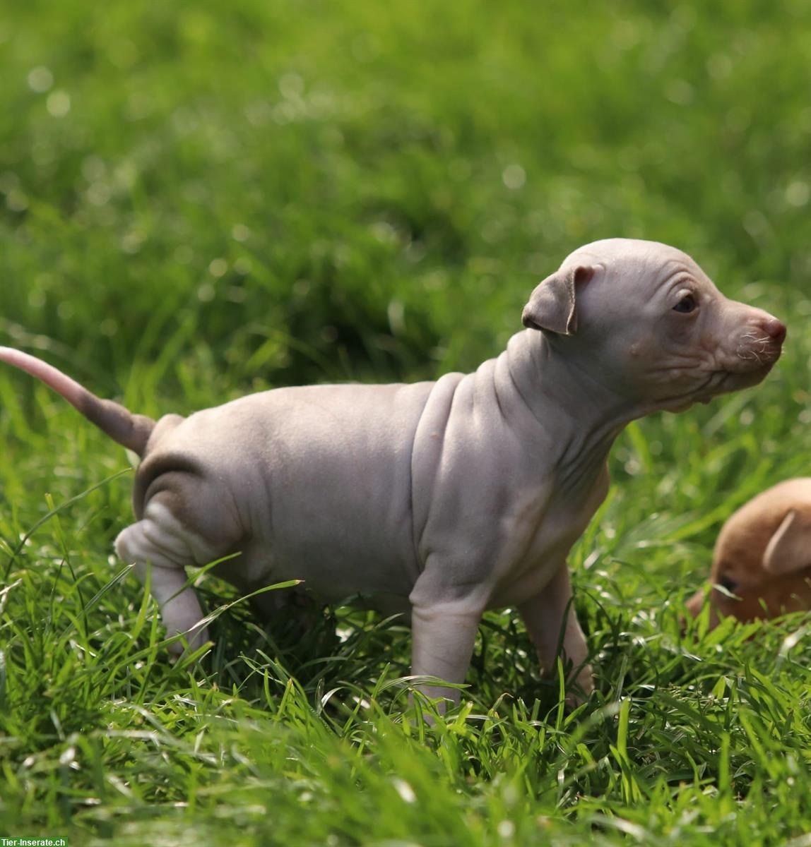 Bild 2: American Hairless Terrier Welpen zu verkaufen