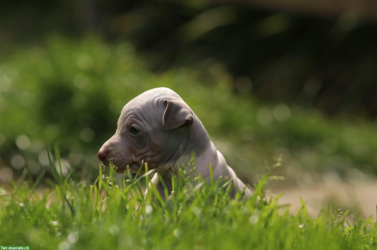 Bild 3: American Hairless Terrier Welpen zu verkaufen