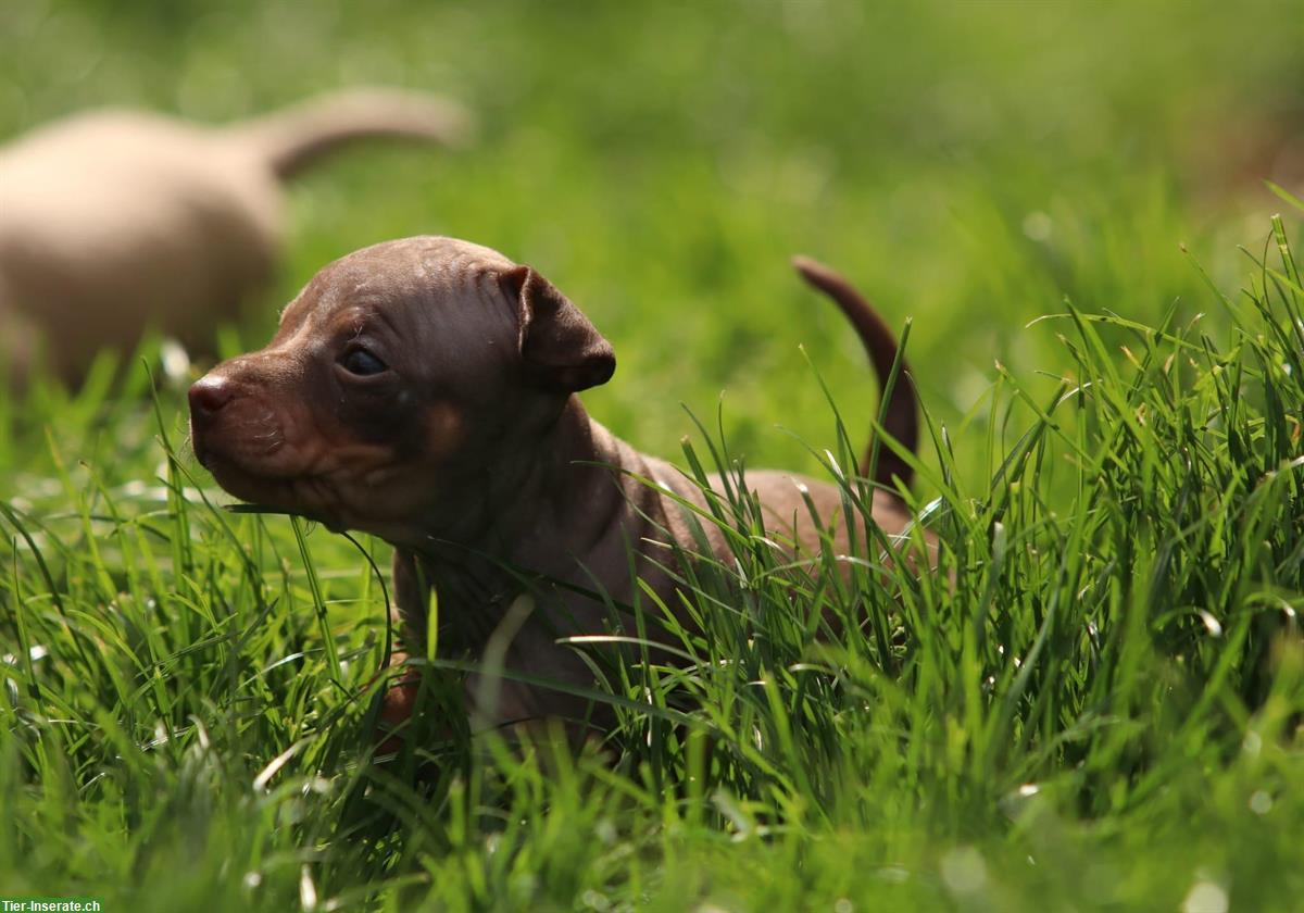 Bild 6: American Hairless Terrier Welpen zu verkaufen