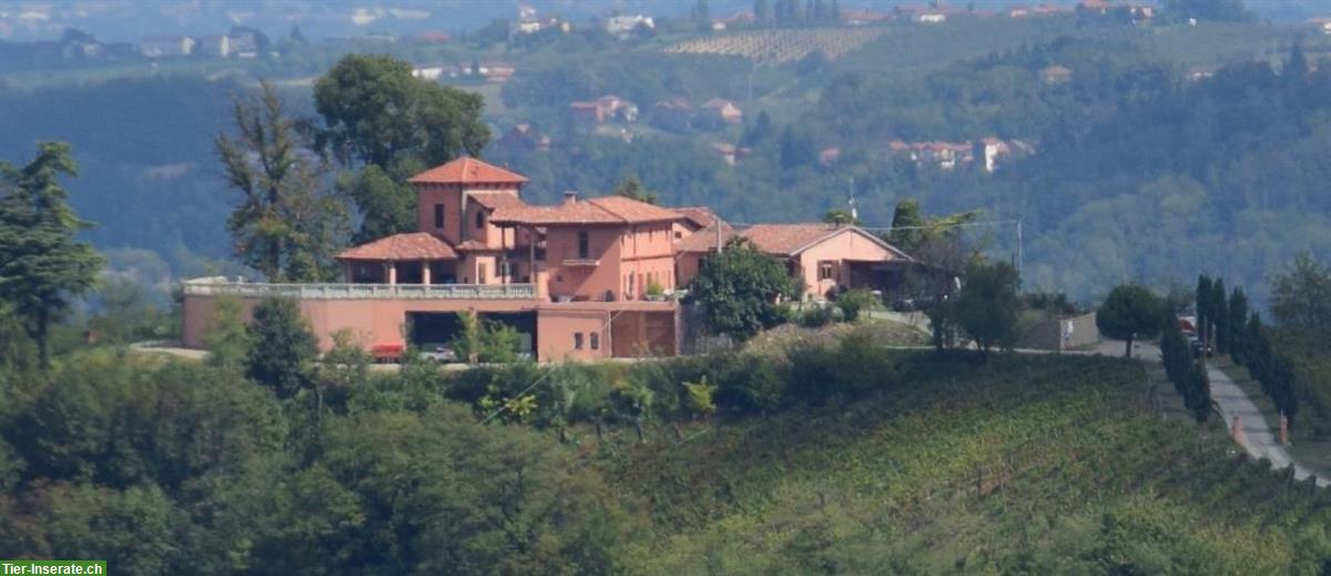 Bild 2: Schönes Weingut im Piemont mit Agriturismo, Schwimmbad, Kelterei