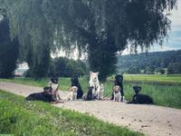 Rasselbande Zürich - Hundetagesbetreuung im Furttal, Zürich Höngg, Altstetten, Schlieren