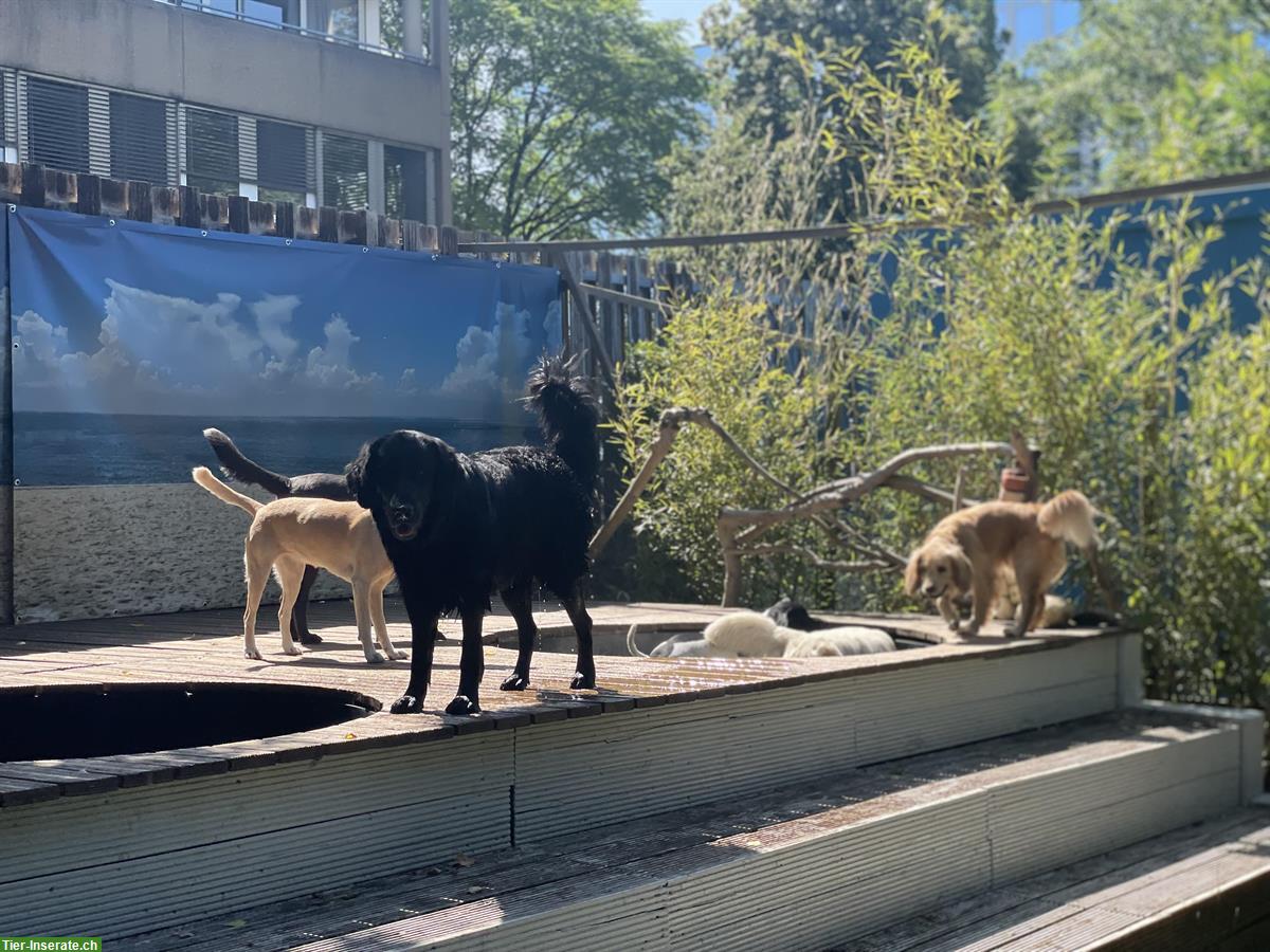 Bild 2: Rasselbande Zürich - Hundetagesbetreuung im Furttal, Zürich Höngg, Altstetten, Schlieren