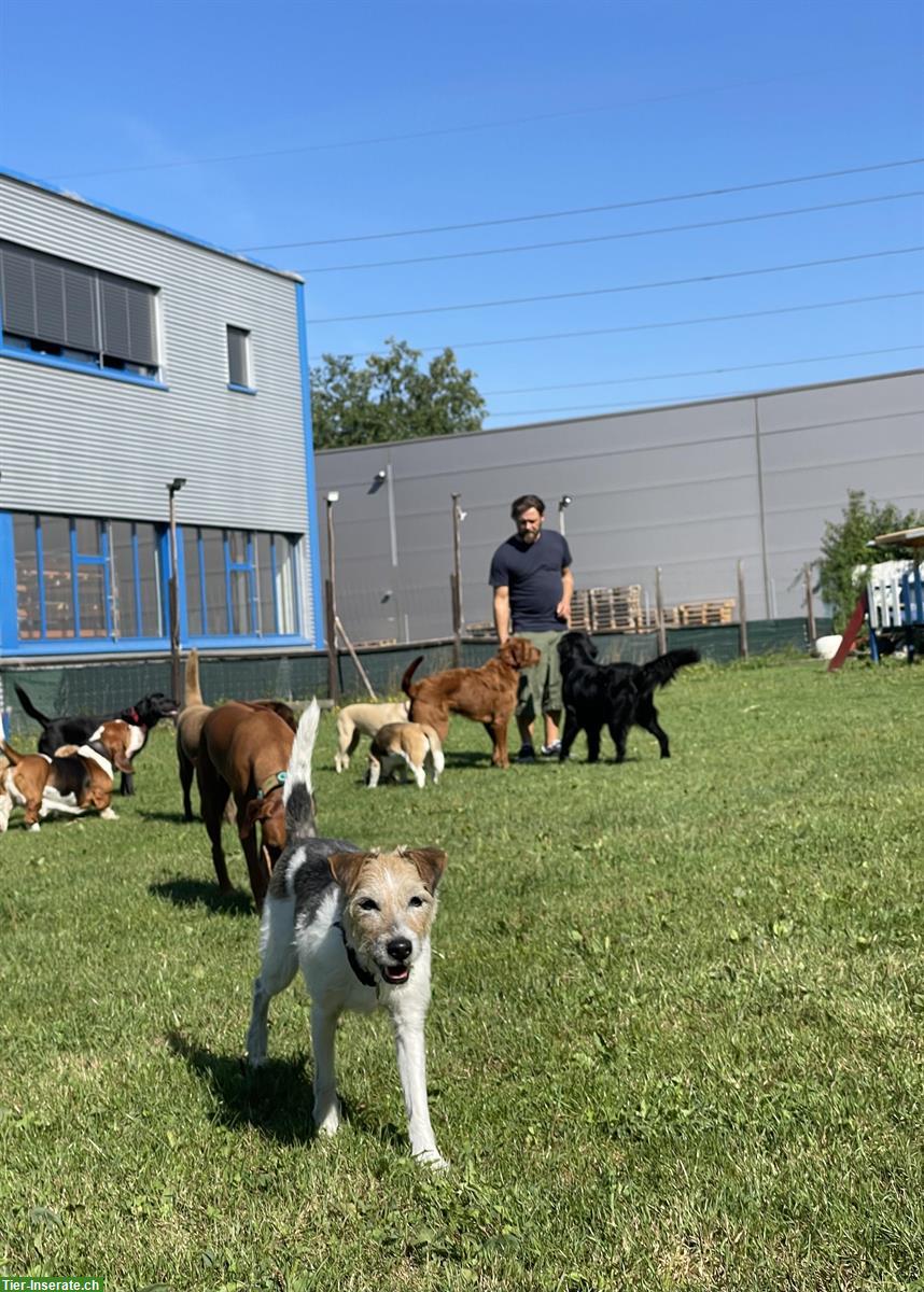 Bild 5: Rasselbande Zürich - Hundetagesbetreuung im Furttal, Zürich Höngg, Altstetten, Schlieren