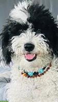 Heilsteinhalsbänder für Hunde und andere Tiere