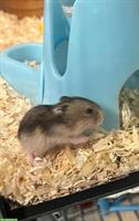 Jungen Hamster, 2 Monate alt zu verkaufen