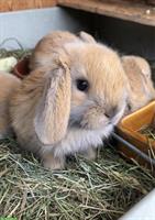 Junge Kleinwidder Kaninchen madagaskar zu verkaufen