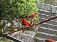 Kanarienvögel rote, naturfarben Gloster Kanarien