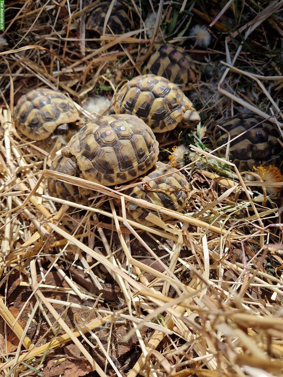 Bild 2: Griechische Landschildkröten THB, Nachzuchten vom Jahr 2022