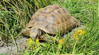 Maurische Landschildkröten Gruppe abzugeben