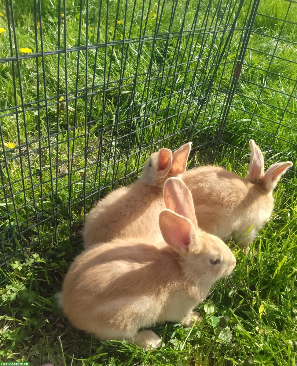Bild 2: Burgunder Mischling Kaninchen zu verkaufen
