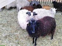 Heidschnucken Schafe und Ouessant-Mischlinge