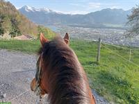 Suche Reitbeteiligung für meine 2 Pferde in Steffisburg