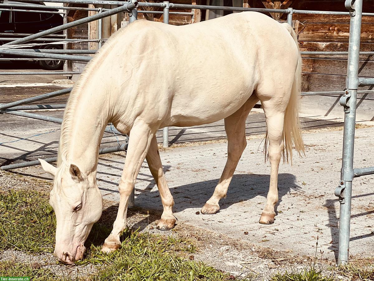 Bild 4: Reitbeteiligung für Quarter Horse Stute im Aargau