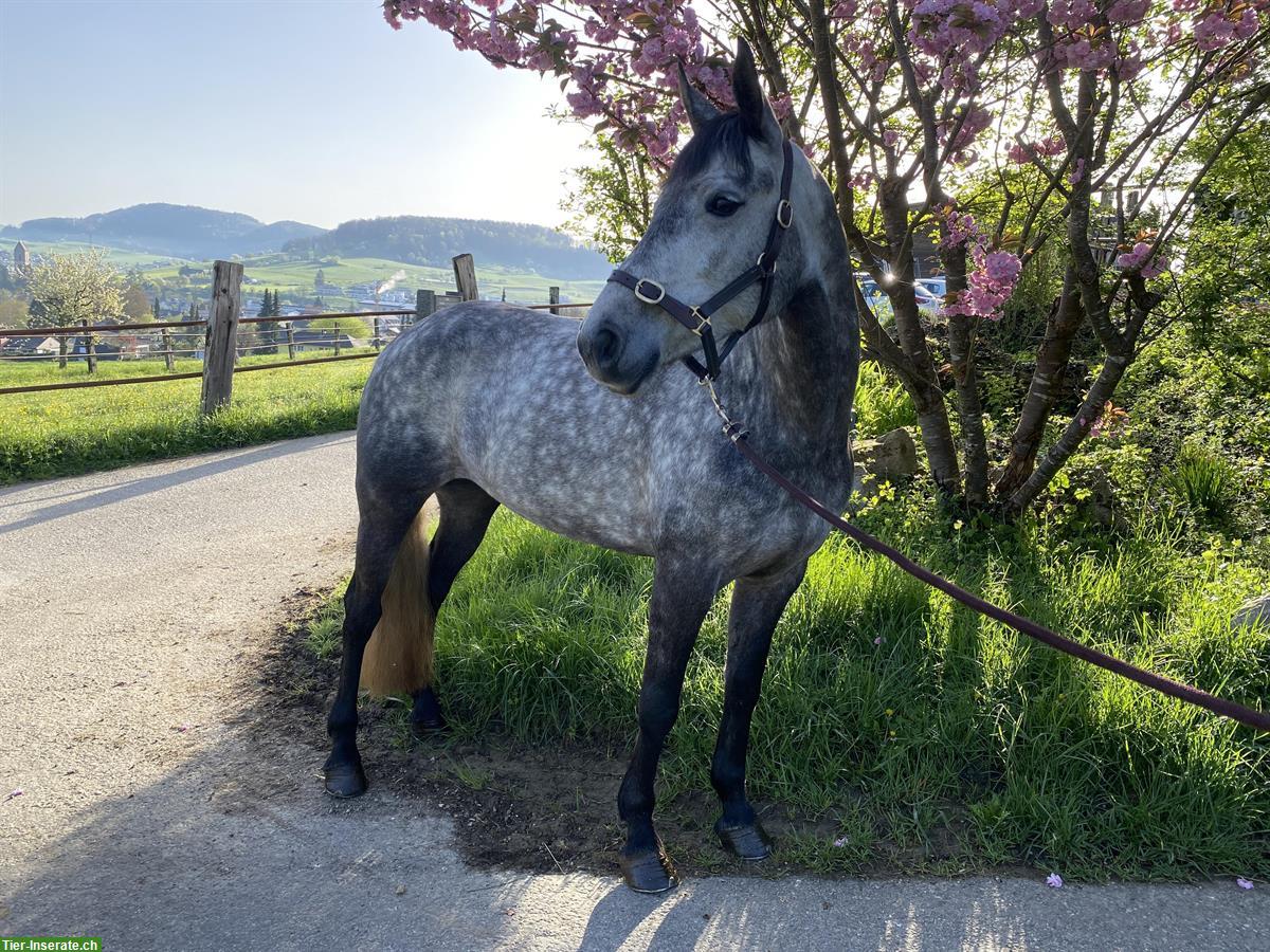 Bild 3: Tolle Connemara Pony Stute, 6-jährig, 1.48cm