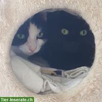 Katzengeschwister Jacky&Juno 14j. suchen zusammen ein Zuhause mit Freigang