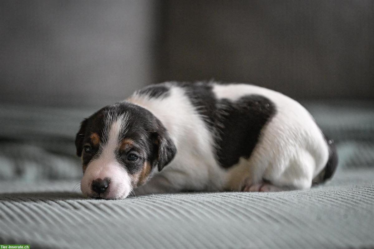 Bild 8: Süsse Parson Russell Terrier Welpen suchen liebevolles Zuhause!
