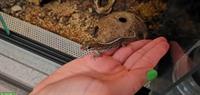 Madagaskar Grosskopfgecko - Paroedura Picta