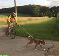 Biete Ihrem Hund Zughundesport (Bikejöring) -Training im Baselland