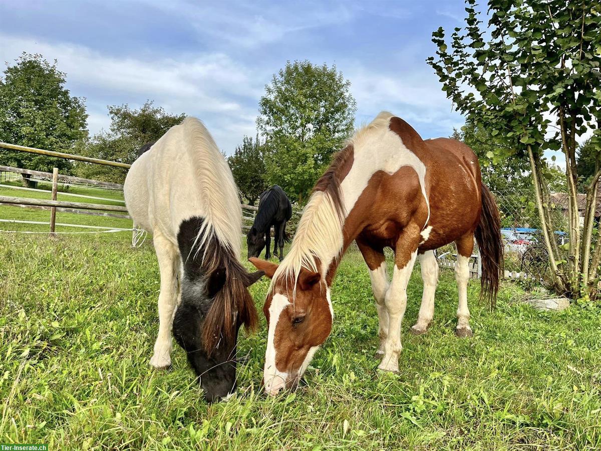 Pflege-/Spazierbeteiligungen für Pferde & Ponys in Mettmenstetten
