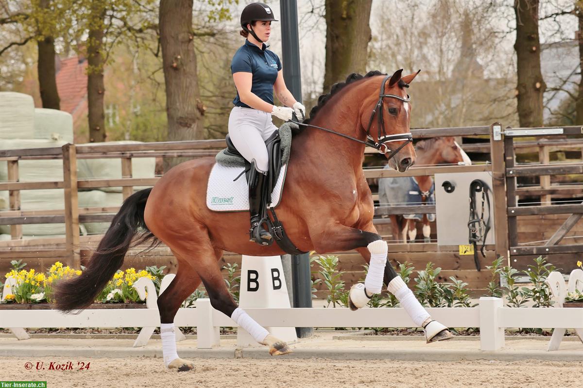 Bild 3: Deutsche Dressurpferd Perlen suchen neue Besitzer