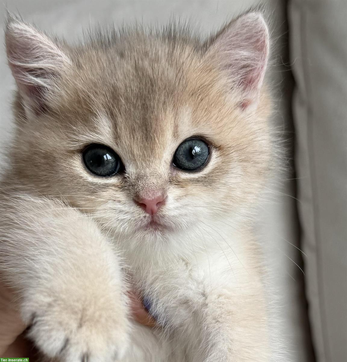 Bild 2: Britisch Kurzhaar Kitten Mädchen sucht neue Familie