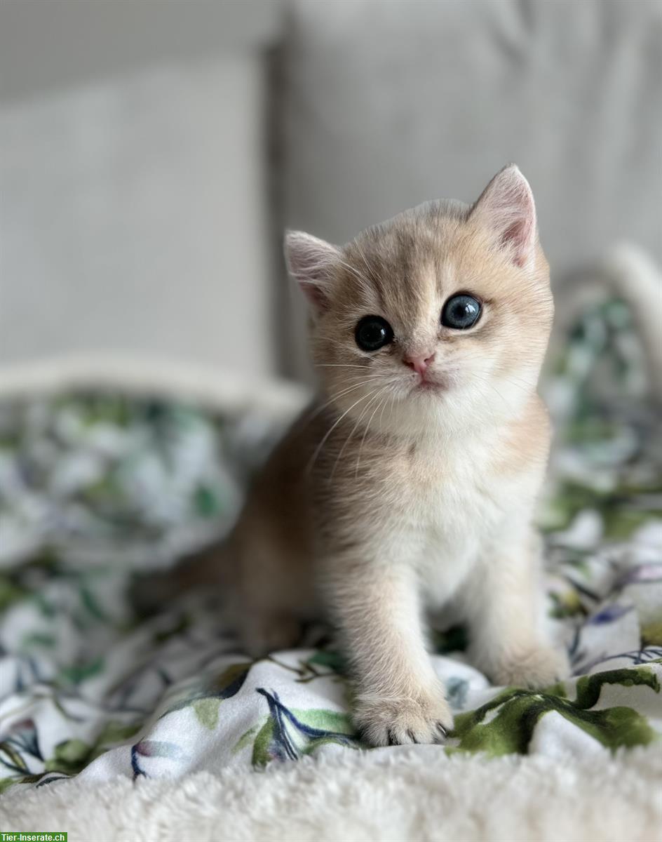 Bild 4: Britisch Kurzhaar Kitten Mädchen sucht neue Familie