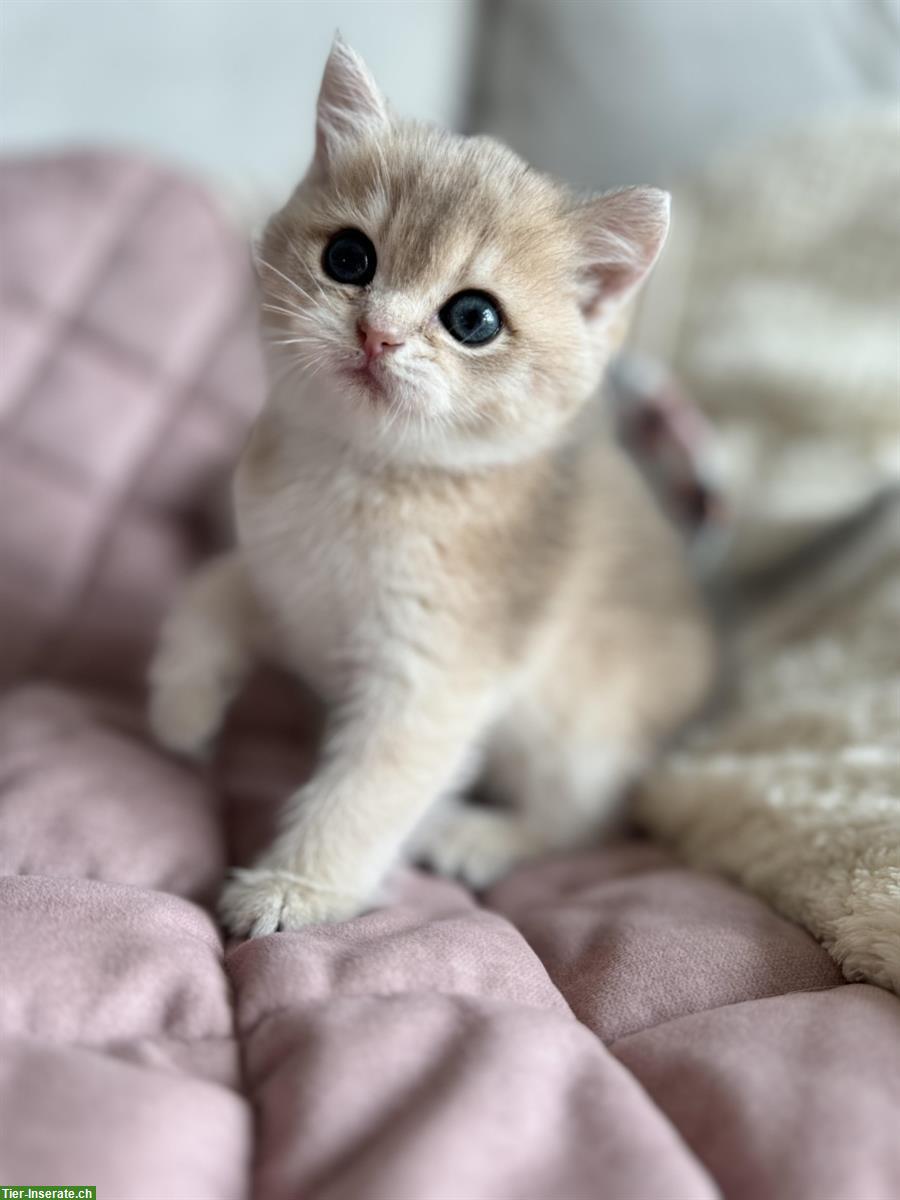 Bild 5: Britisch Kurzhaar Kitten Mädchen sucht neue Familie