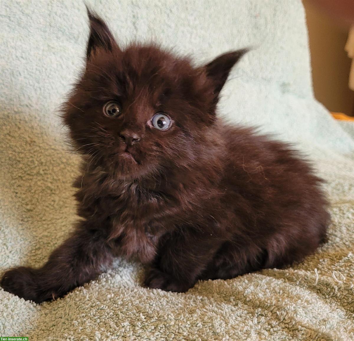 Bild 2: Bezaubernde Maine Coon Kitten suchen Ende Juni ein Zuhause