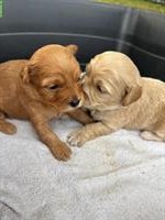 Yorkiepoo Welpen - Yorkshire Terrier x Pudel