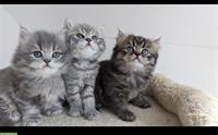 Britisch Kurzhaar Katzen Kitten zu verkaufen