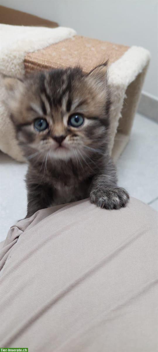 Bild 3: Britisch Kurzhaar Katzen Kitten zu verkaufen