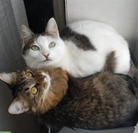 2 beautiful cats (female) are seeking a safe and loving home
