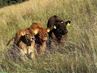 Sommerweide - Weide für Rinder, Kühe, Mutterkühe, Equiden