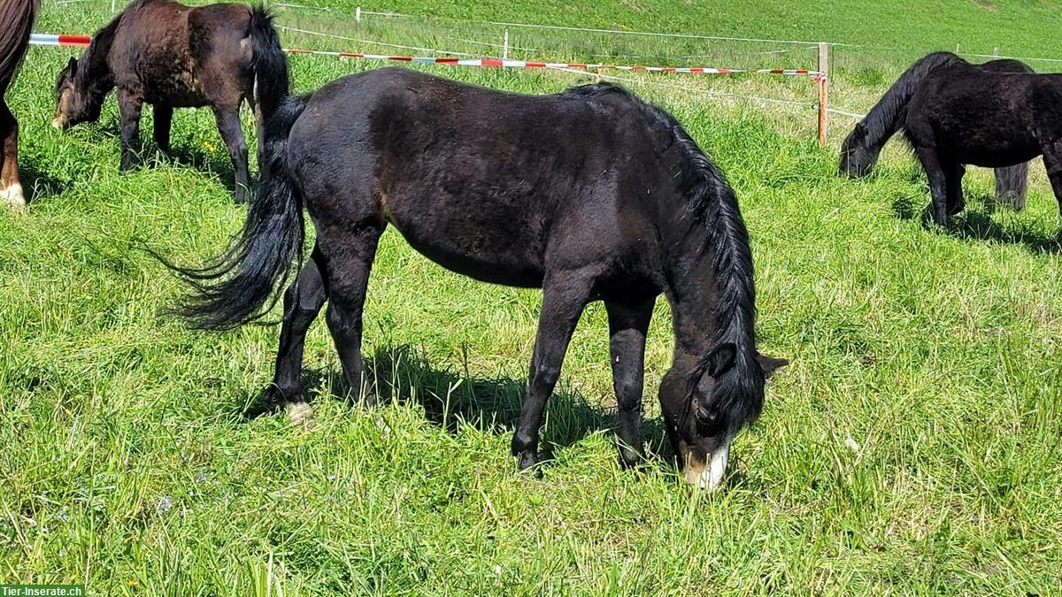 Bild 3: Schöne Dartmoor Pony Stute, 5-jährig, 120cm gross