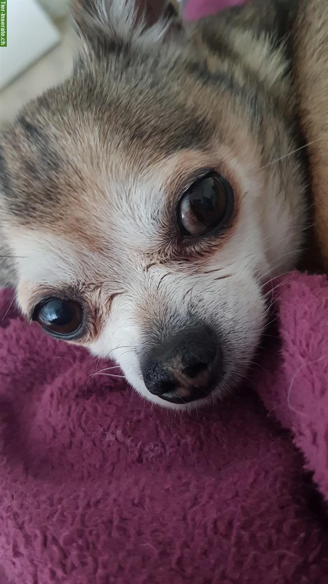 Bild 2: Betreuung gesucht für 16-jährigen Chihuahua