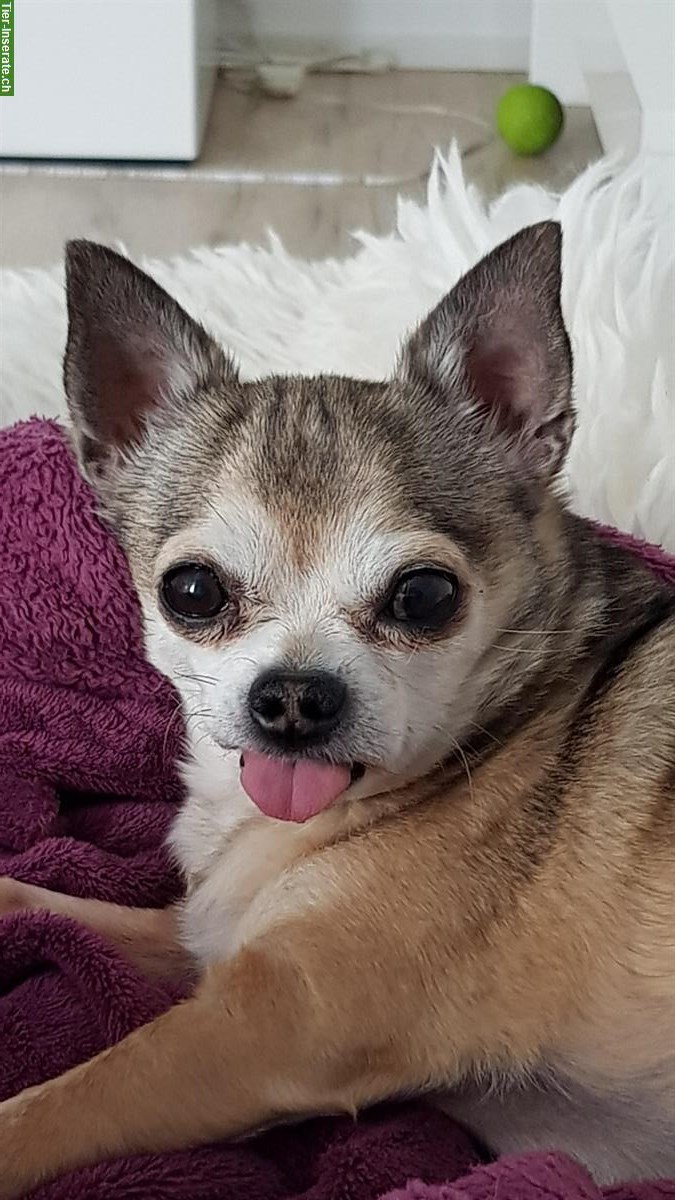 Bild 3: Betreuung gesucht für 16-jährigen Chihuahua
