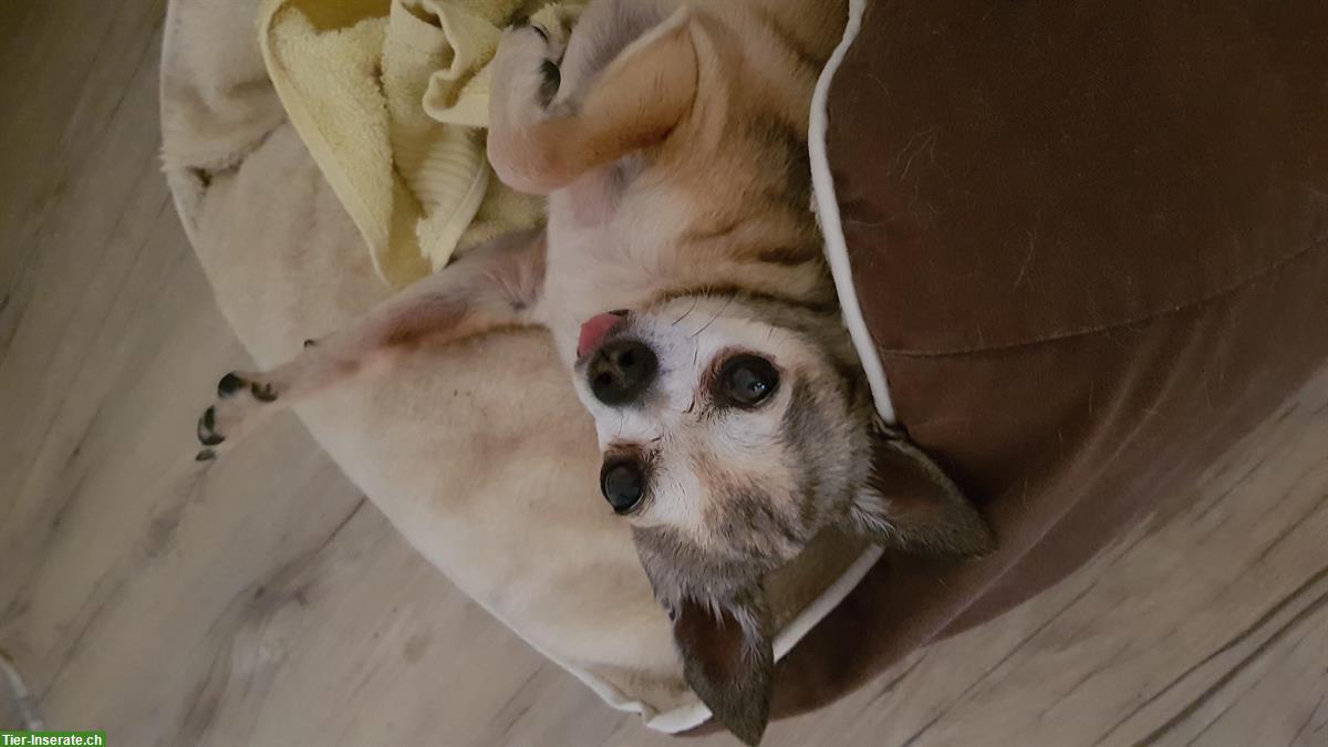Bild 5: Betreuung gesucht für 16-jährigen Chihuahua