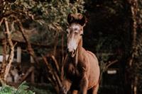 Popcorn Connemara Pony Stute, bald 1-jährig