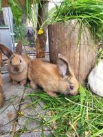 Junge Kaninchen aus Bio suisse Hof zu verkaufen
