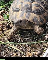 Schildkröten Männchen 10-jährig abzugeben