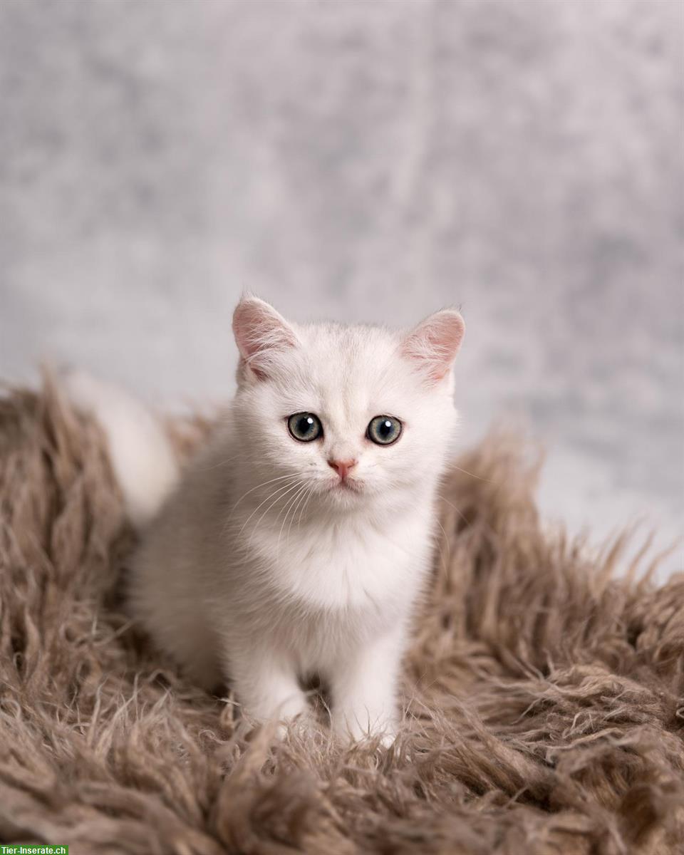 Bild 3: Britisch Kurzhaar Kitten mit Stammbaum