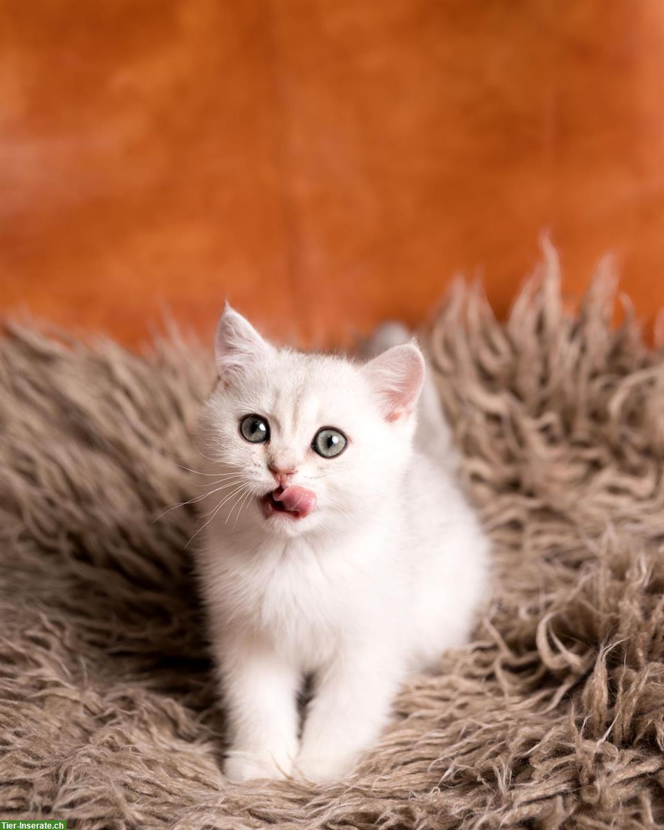 Bild 6: Britisch Kurzhaar Kitten mit Stammbaum