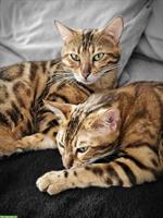 2 Reinrassiger Bengal Katzen, kastriert, FIFE Suprime & Gr. Int. Champion