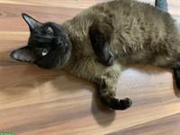 Siamesische Katze mit Zubehör zu verkaufen