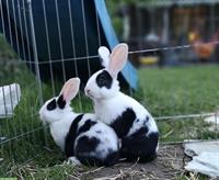 Junge Holländer Kaninchen Mischlinge abzugeben