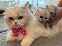 Perser Kitten mit Näschen zu verkaufen