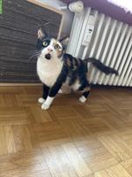 Dreifarbige Katze, menschenbezogen, Einzelhaltung, mit Freigang